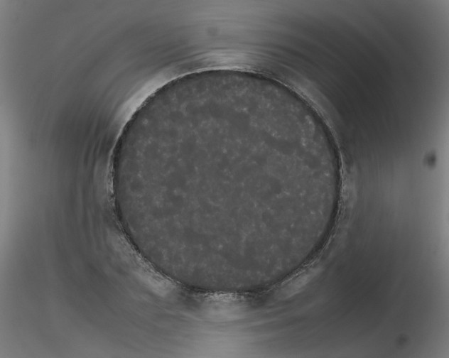 X0000116120883201001040948