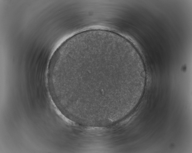 X0000116120902201001040948