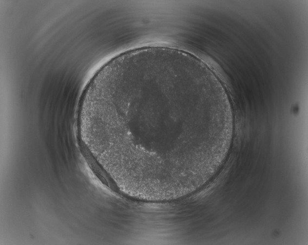 X0000116120904201001040948