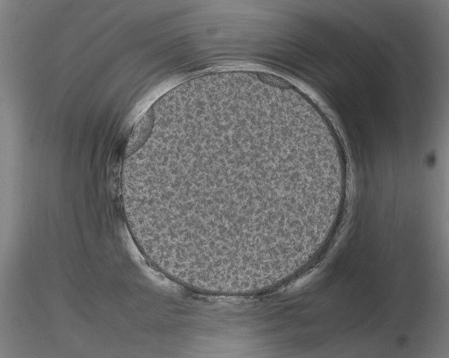X0000116120905201001040948