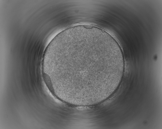 X0000116120906201001040948