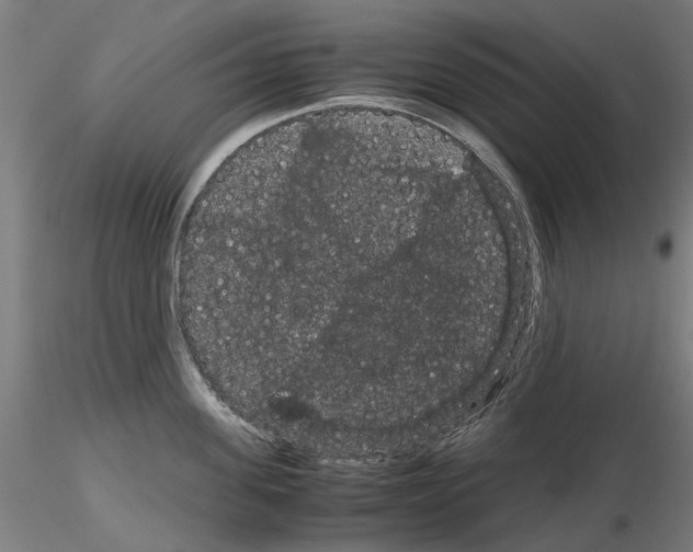 X0000116120955201001040947