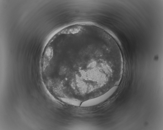 X0000116120959201001040948