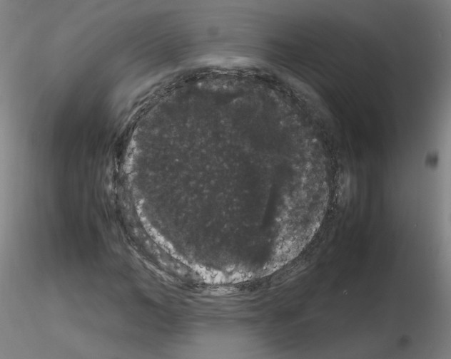 X0000116120966201001040947