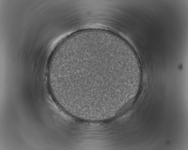 X0000116120979201001040947