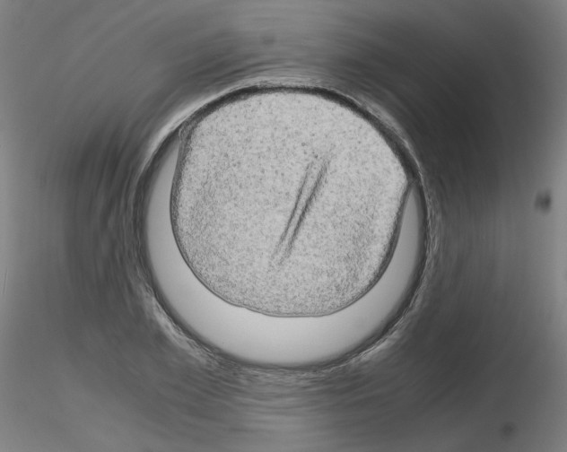 X0000116120981201001040947