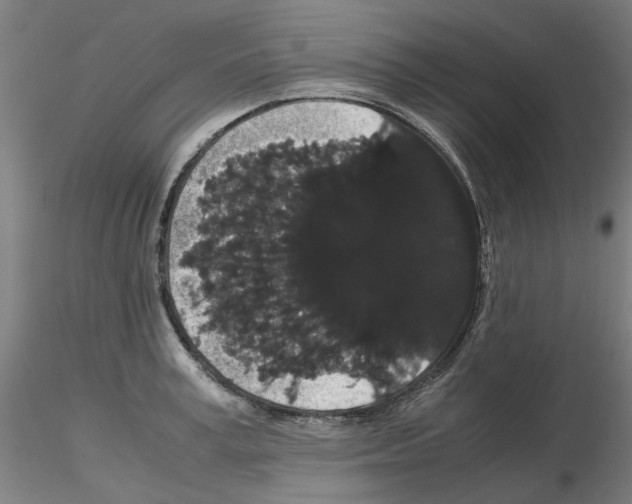 X0000116120995201001040946