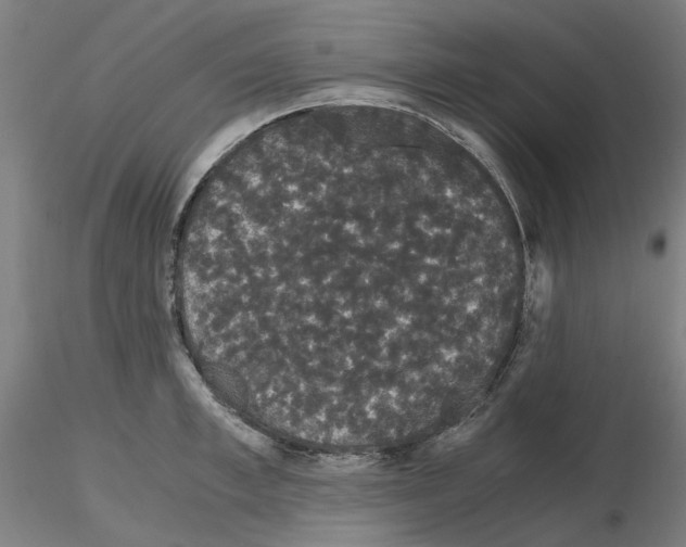 X0000116120997201001040946