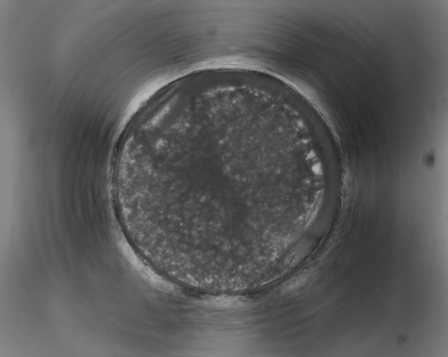 X0000116120998201001040946