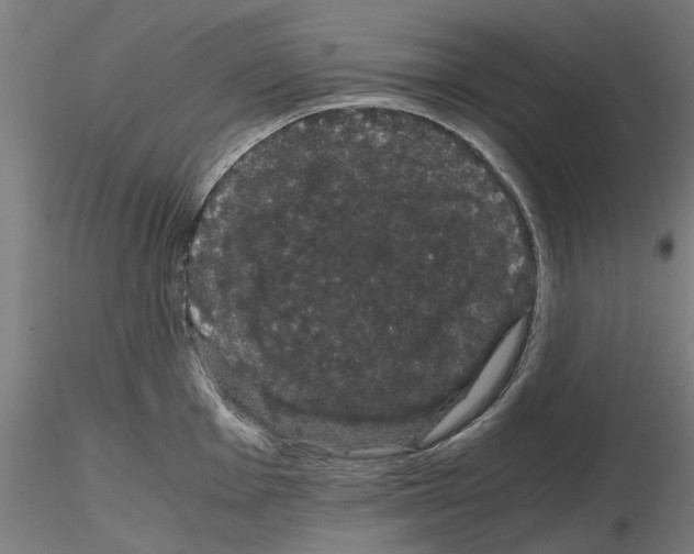 X0000116121001201001040946