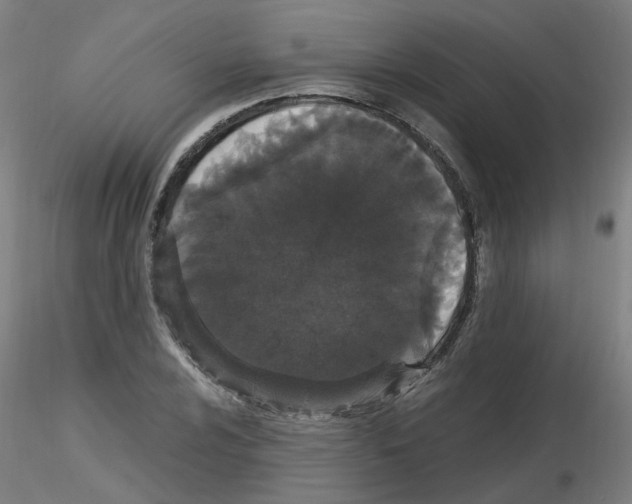X0000116121024201001040946