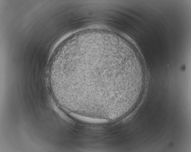 X0000116121029201001040946