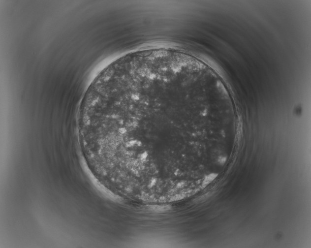 X0000116121055201001040946