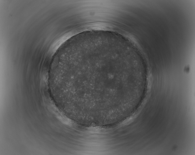 X0000116121065201001040945