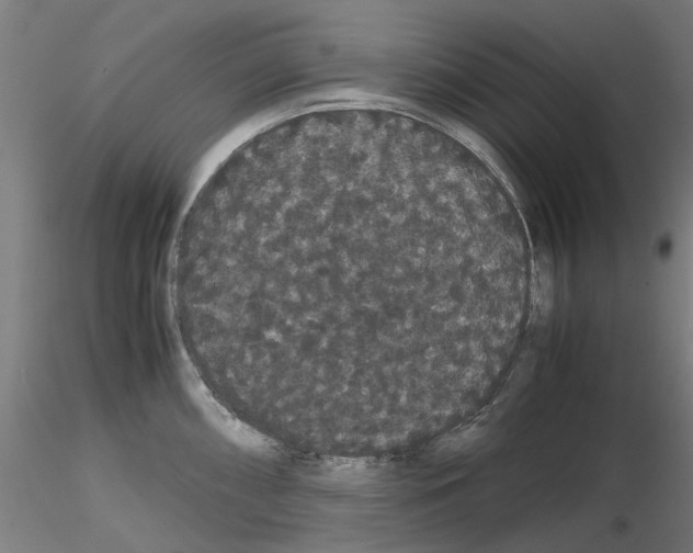 X0000116121098201001040945