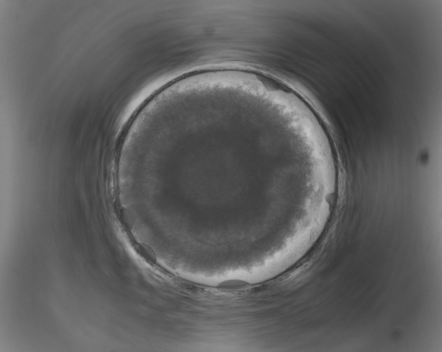 X0000116121101201001040945