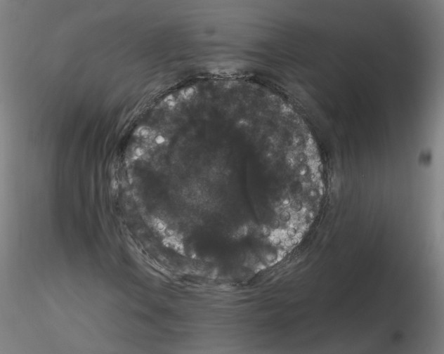 X0000116121106201001040944