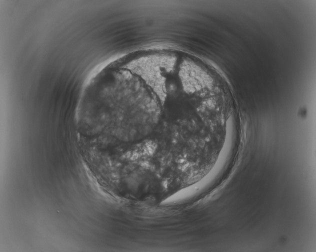 X0000116121117201001040944