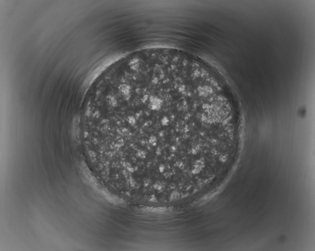 X0000116121121201001040944