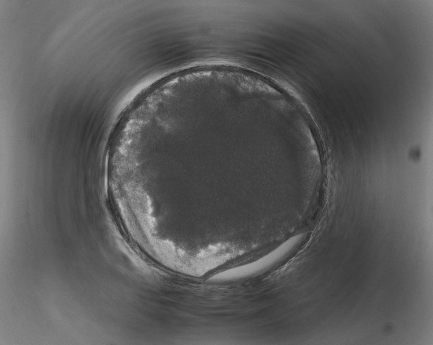 X0000116121127201001040945