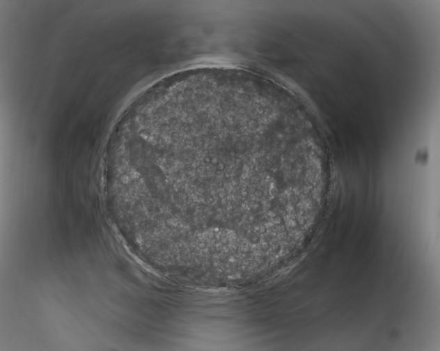 X0000116121168201001040944