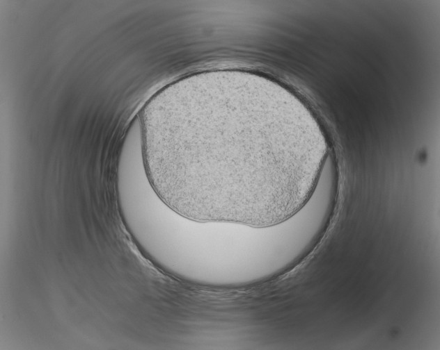 X0000116121185201001040944