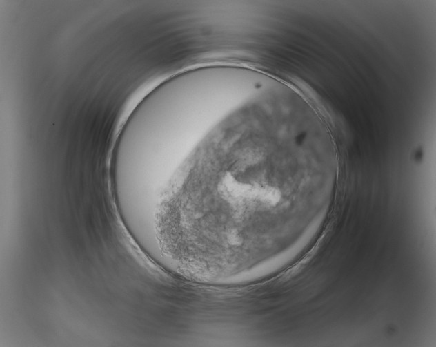 X0000116121196201001040944
