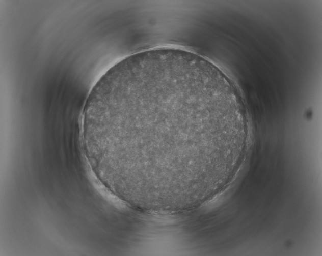 X0000116121198201001040944