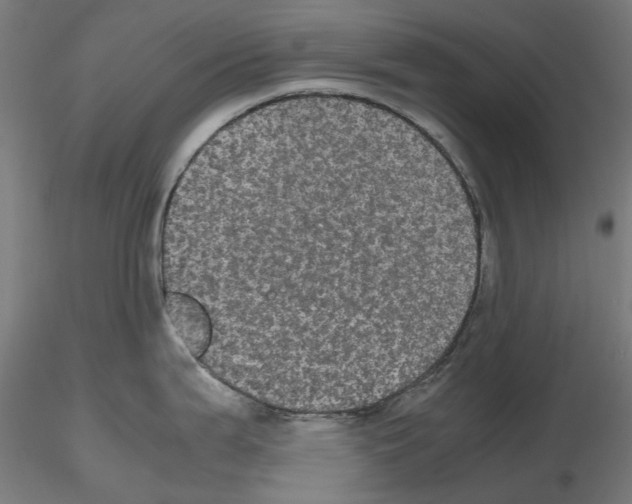 X0000116121199201001040944