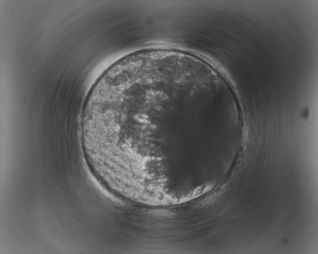 X0000116121239201001040943
