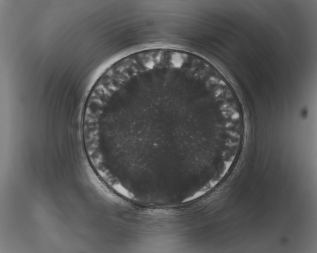 X0000116121246201001040944