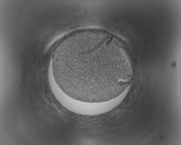 X0000116121255201001040943