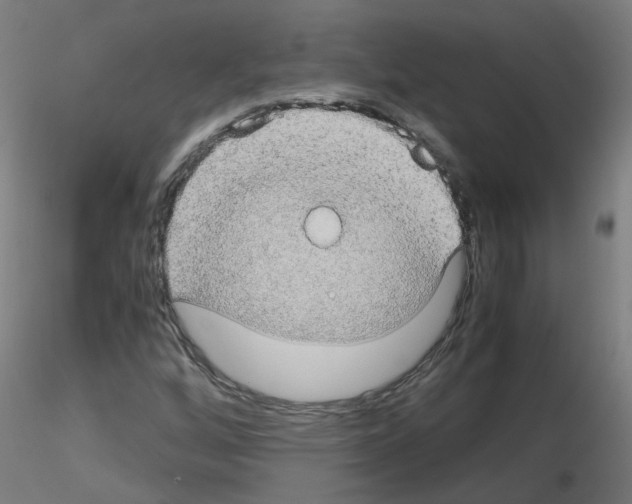 X0000116121256201001040943
