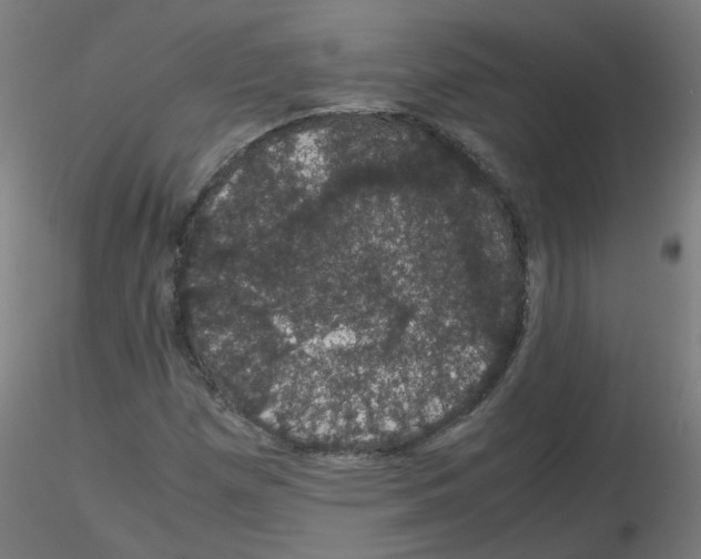 X0000116121257201001040943