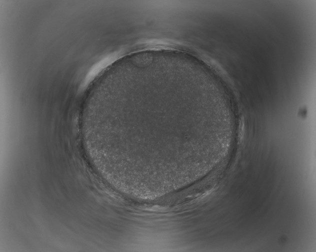 X0000116121261201001040943