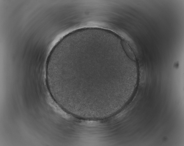 X0000116121280201001040943