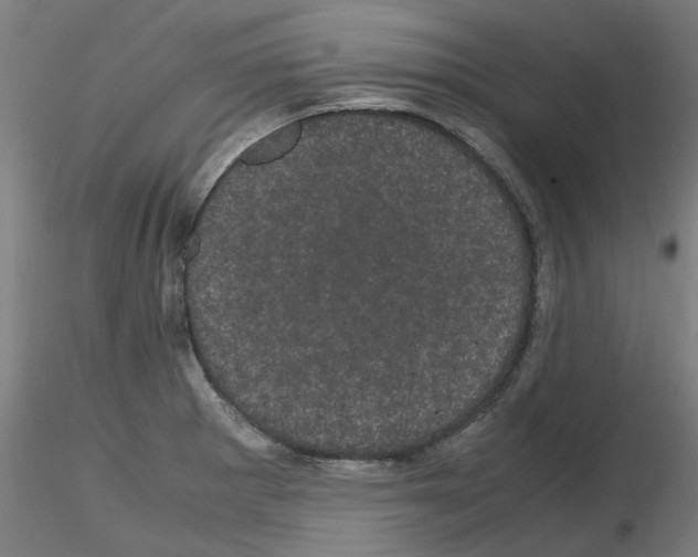X0000116121281201001040943