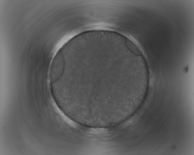 X0000116121285201001040942