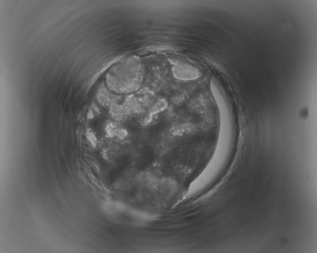 X0000116121305201001040942