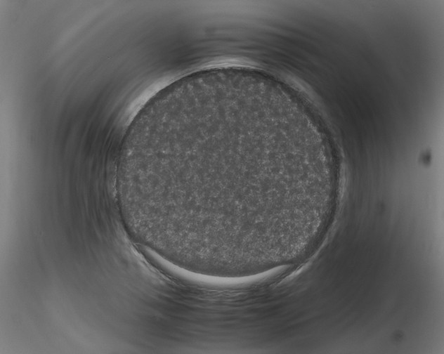X0000116121321201001040942