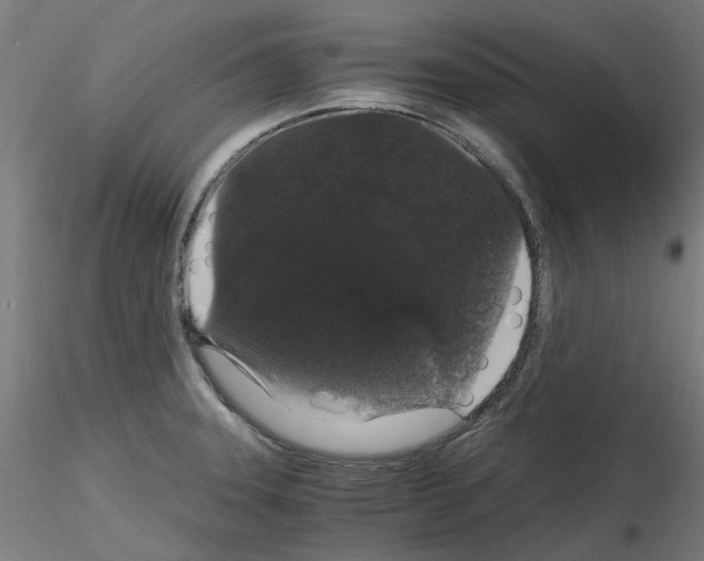 X0000116121331201001040942