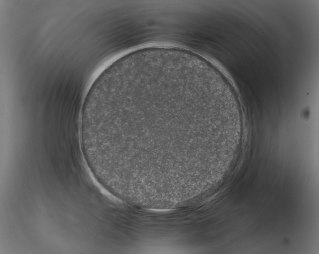 X0000116121343201001040942