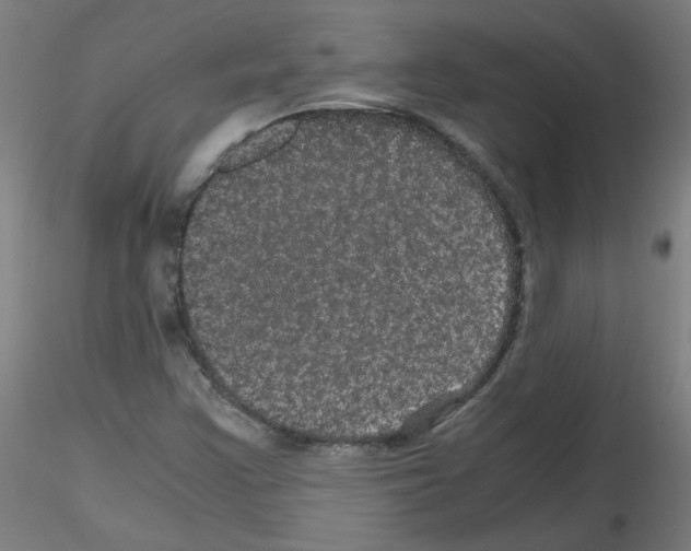 X0000116121355201001040942