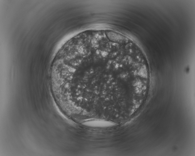 X0000116121429201001040941