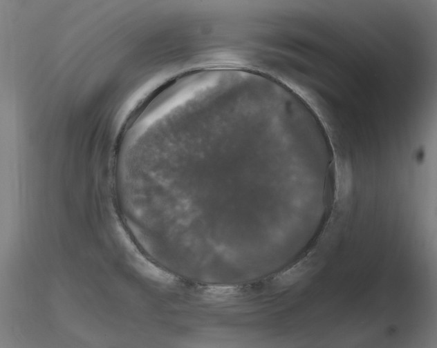 X0000116121477201001040940