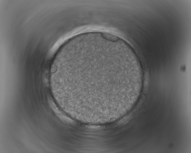 X0000116121499201001040939
