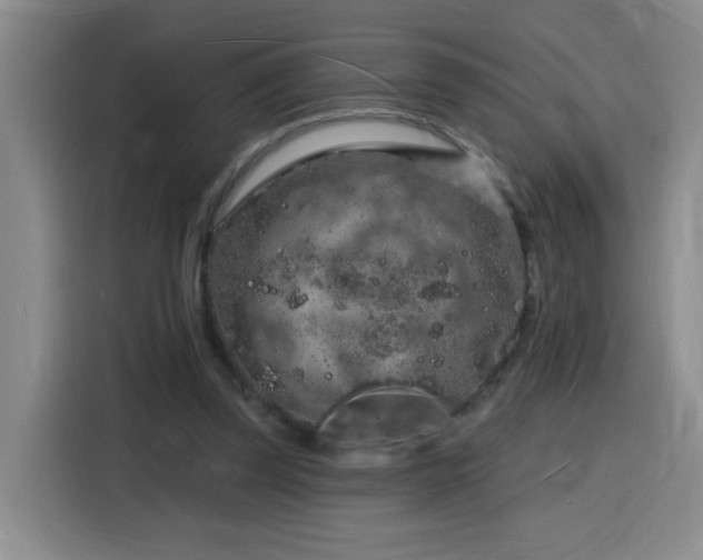X0000116130347200911231240