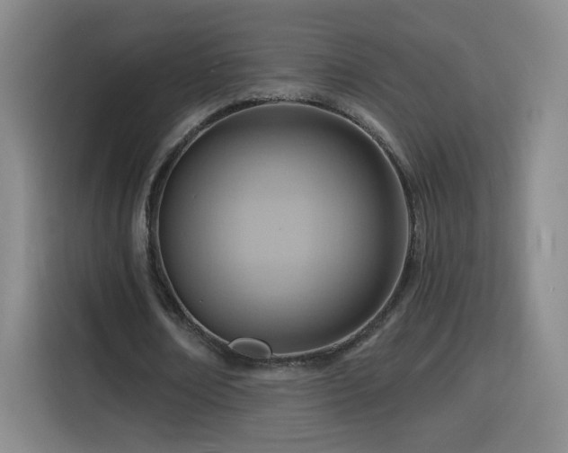 X0000116130674200911231236