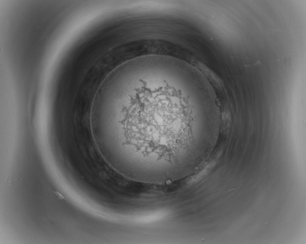 X0000116130765200911231235