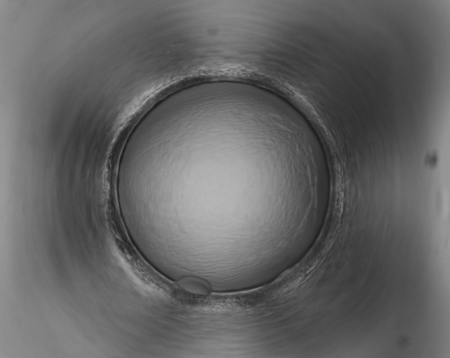 X0000116130674200912141110